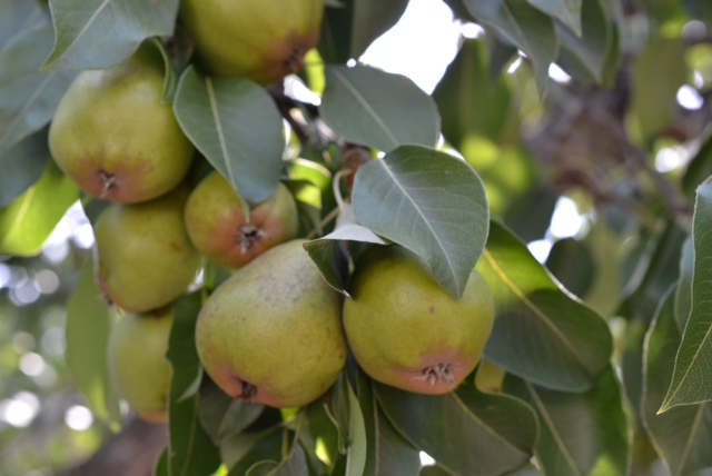 pear tree