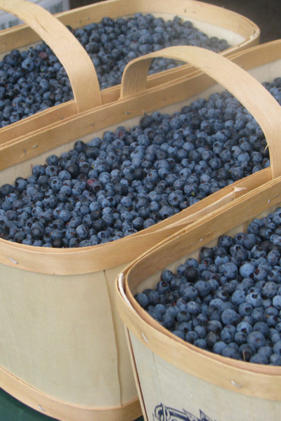 Quebec Lac Saint-Jean wild blueberries