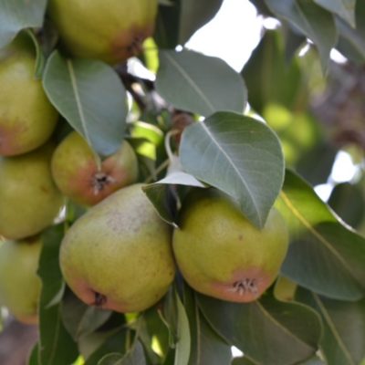 The Pear Harvest from the little tree that could