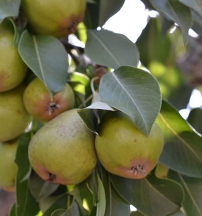 pear tree