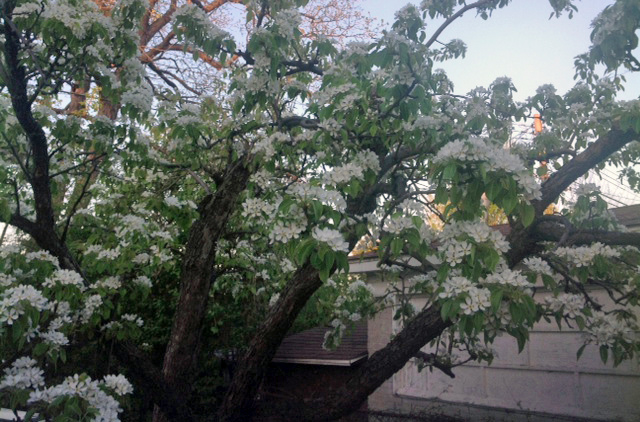 pear tree in bloom